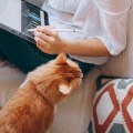 What is the Best Example of Digital Media?
